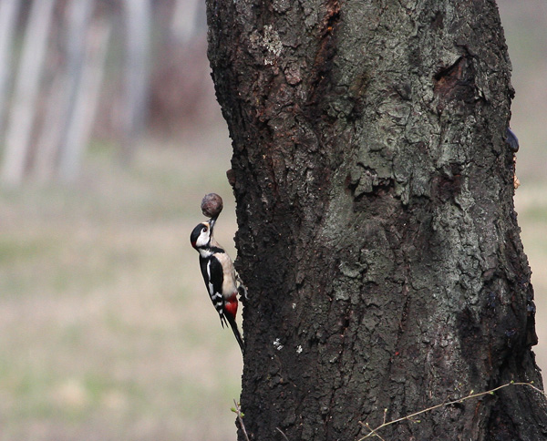 Il picchio rosso e la noce